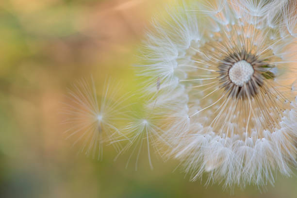 istock Dandelion, details of a dandelion dropping its seeds, abstract background, selective focus. 1366654468