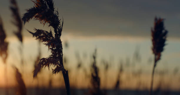 istock Reeds grass blowing wind on sunset water beach in nature landscape background. 1366654596