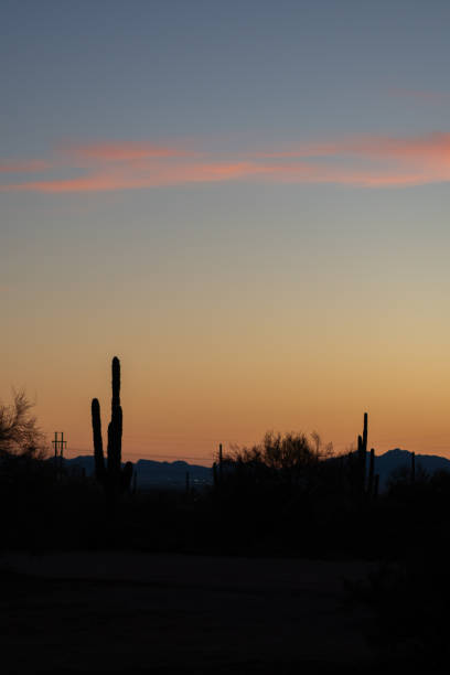 Sunset In The Desert With Cactus stock photo