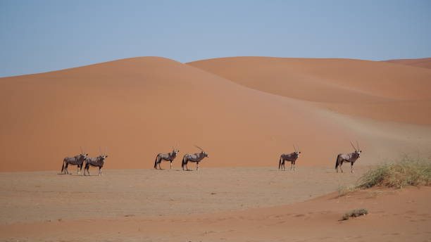 istock Oryx in Namib desert 1366655995