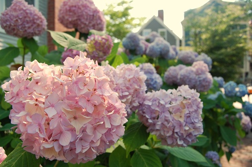 Pink, purple and blue hydrangeas in Nantucket, Massachusetts, USA