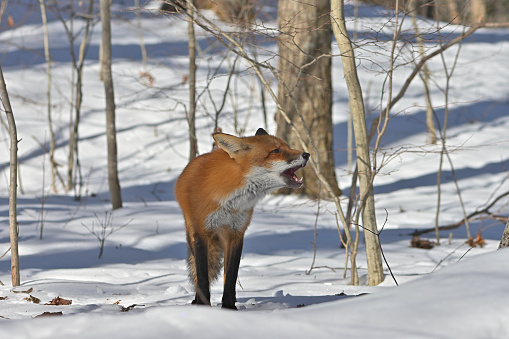 Fox Call Red Fox Howling Stock Photo - Download Image Now - Red Fox, Animal Call ...
