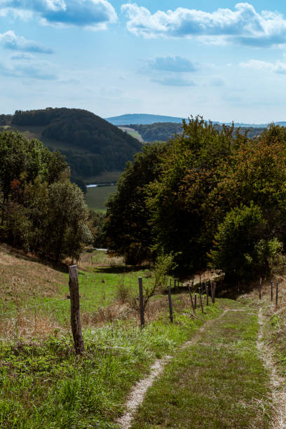 istock Trees in the summer with a trail 1366657292