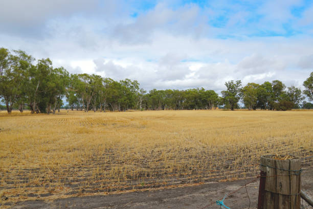 istock Horsham,  Victoria, Australia 1366657916