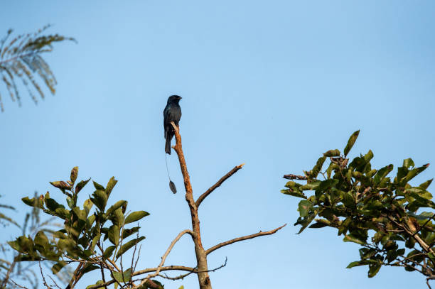 istock Dicrurus paradiseus or greater racket tailed drongo bird perch high on branch and blue sky bbackground at dhikala zone of jim corbett national park or forest reserve uttarakhand india asia 1366658330