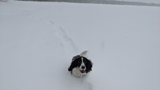 Spring spaniel playing in the snow