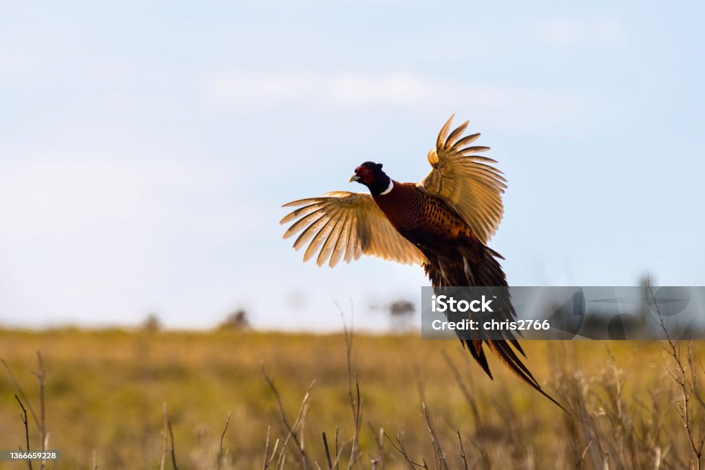 Pheasant (Phasianus colchicus) Pheasant (Phasianus colchicus) in flight closeup Animals Hunting Stock Photo