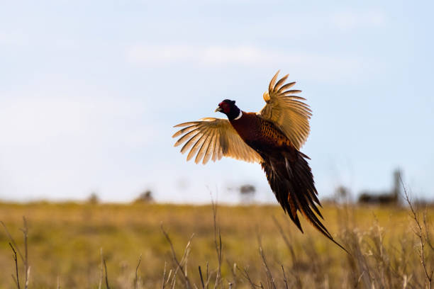 Pheasant (Phasianus colchicus) Pheasant (Phasianus colchicus) in flight closeup ornithology stock pictures, royalty-free photos & images