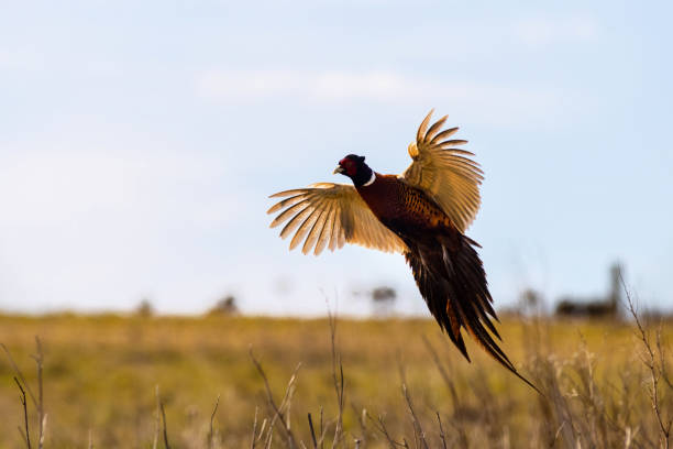 pheasant (phasianus colchicus) - 捕食 個照片及圖片檔