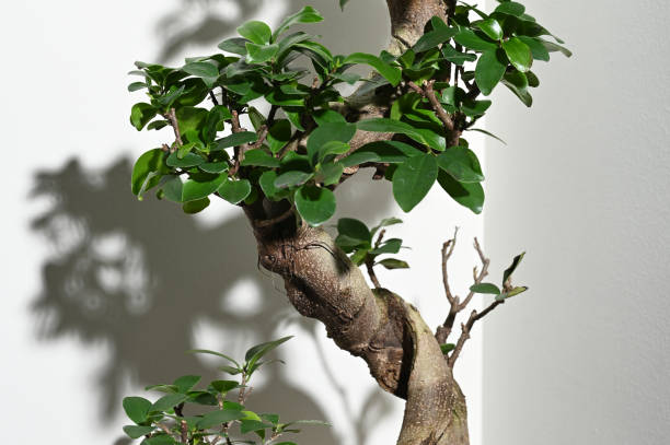 Ginseng ficus bonsai plant in white pot with shadow on wall Ginseng ficus bonsai plant in white pot with shadow on wall closeup ficus microcarpa bonsai stock pictures, royalty-free photos & images