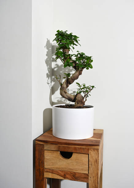 Ginseng ficus bonsai plant in white pot on table Ginseng ficus bonsai plant in white pot on table with drawer ficus microcarpa bonsai stock pictures, royalty-free photos & images