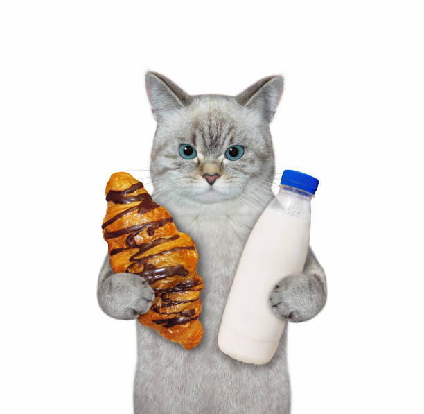 cinza de gato com croissant e garrafa de leite - ashen - fotografias e filmes do acervo