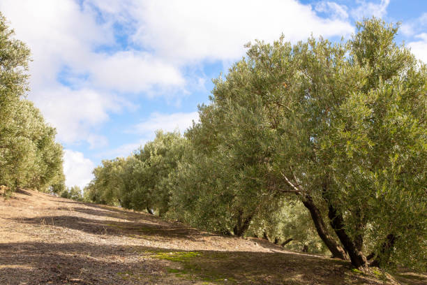 oliveiras contra o céu azul com nuvens brancas. floresta de oliveiras na província de jaen, andaluzia, espanha. - andalusia landscape spanish culture olive tree - fotografias e filmes do acervo