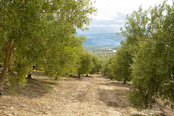아름다운 자연 경관을 배경으로 올리브 나무. 스페인 안달루시아 주 젠의 올리브 숲. - andalusia landscape spanish culture olive tree 뉴스 사진 이미지