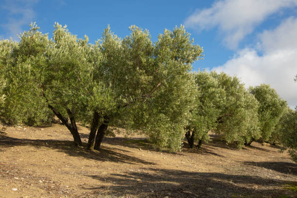 oliveiras no pano de fundo de um lindo céu azul. floresta de oliveiras na província de jaen, andaluzia, espanha. - andalusia landscape spanish culture olive tree - fotografias e filmes do acervo