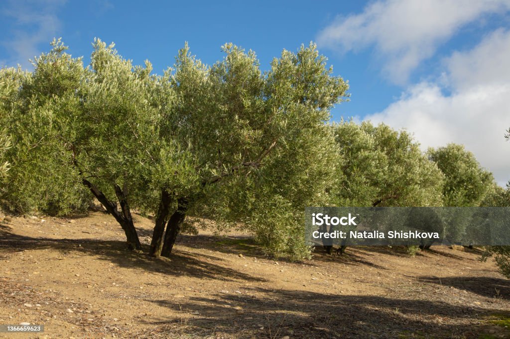 Olive trees against the backdrop of a beautiful blue sky. Olive forest in the province of Jaen, Andalusia, Spain. - Royaltyfri Andalusien Bildbanksbilder Olive trees against the backdrop of a beautiful blue sky. Olive forest in the province of Jaen, Andalusia, Spain. - Royaltyfri Andalusien Bildbanksbilder
