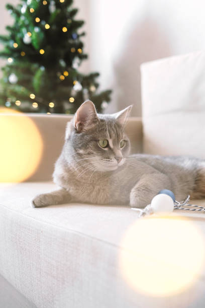 istock A domestic striped gray cat sits on a bed on a surrounded on Christmas tree background. 1366659748