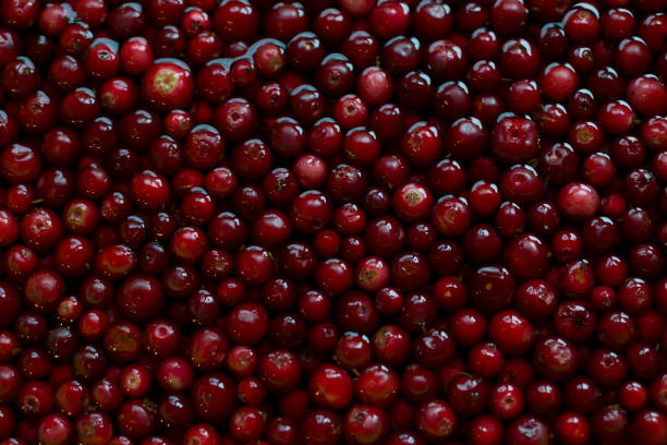 istock cranberries cowberries lingonberries foxberries - smooth red ripe 1366660847