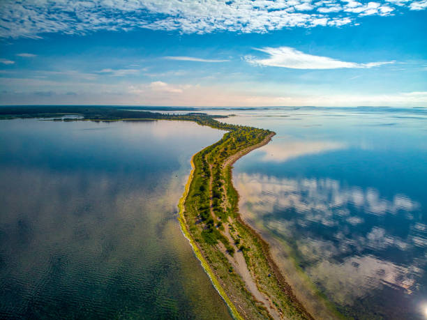 sääretirp - hiiumaa foto e immagini stock