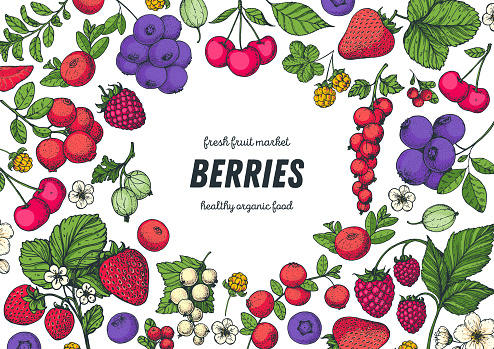 Berries drawing collection. Hand drawn berry. Vector illustration. Food design template with berry. Strawberries, raspberries, blueberries, cranberries, currants cherries lingonberries