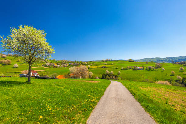 istock Spring rural landscape with flowering fruit trees on a sunny day 1366662786