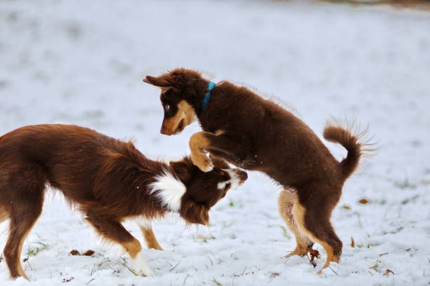 istock Two dogs playing together wat winter park 1366663555