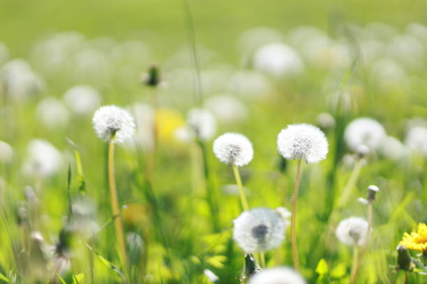 istock blowball meadow real 1366663890