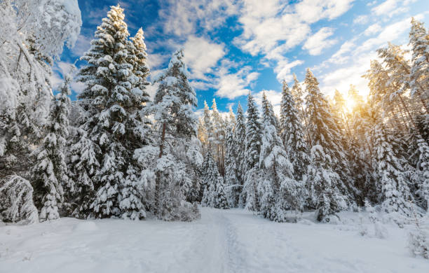 istock Beautiful winter forest on a sunny day 1366664125