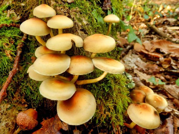 istock Hypholoma fasciculare 1366664241
