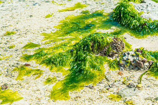 Close up of Green alga on the beach during low tide. Zanzibar, Tanzania.