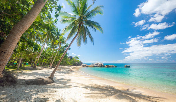 istock tropical beach with coconut palm tree 1366665215