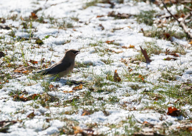 istock Cedar Waxwings foraging in snow #5 1366665268