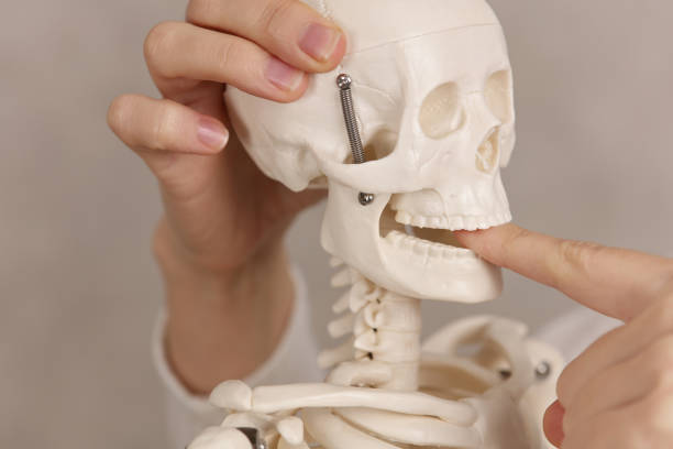 istock Jaw joint problems. Doctor and skeleton model close up. Orthopedist explains causes of back pain to Patient. 1366665307