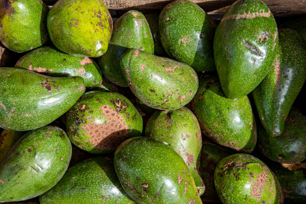 avocado pile closeup at the wholesale market stall - persea imagens e fotografias de stock
