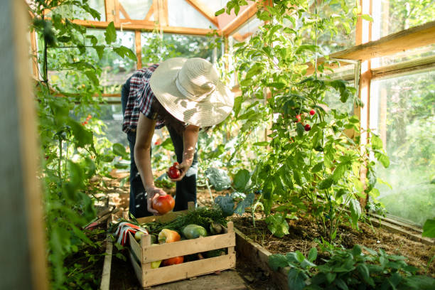 istock Woman working on organic farm 1366665451