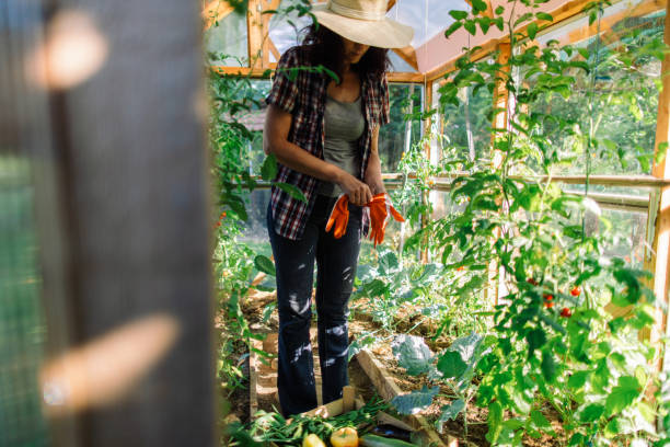 istock Woman working on organic farm 1366665493