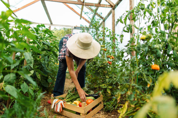 istock Woman working on organic farm 1366665627