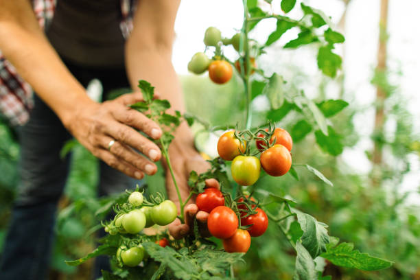 istock Woman working on organic farm 1366665649