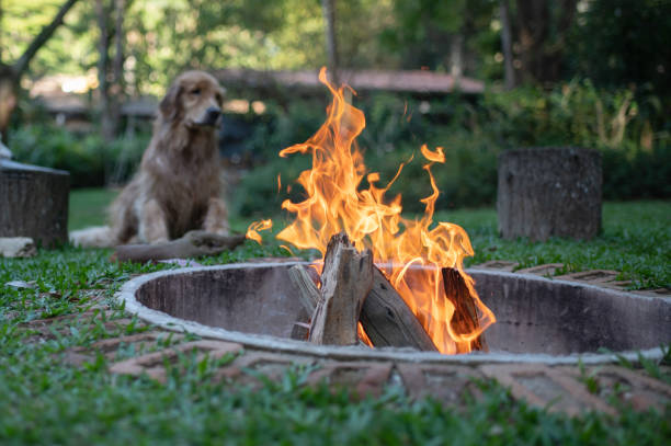 istock Golden Retriever around a firepit in the nature 1366665657