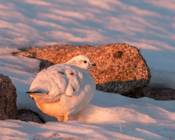 istock Ptarmigan enjoying evening sun 1366665668