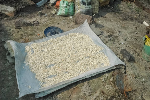 Drying seed on plastic bag on the ground in Brazzaville. stock photo