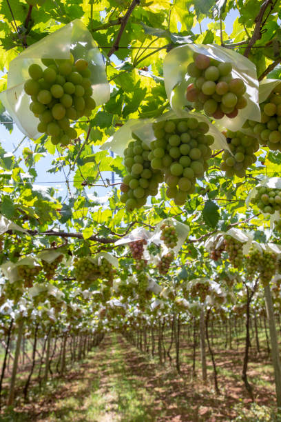 Grapevine full of bunches of table grapes Closeup of bunch of table grapes, at harvest point. Sao Roque, Sao Paulo state, Brazil feeding grapes stock pictures, royalty-free photos & images
