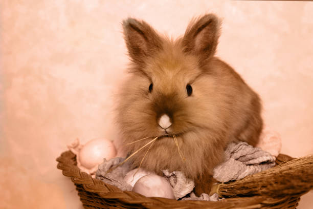 istock A live Easter Bunny sitting in a wicker basket with painted eggs on a beige and brown background. Easter holiday concept 1366669313