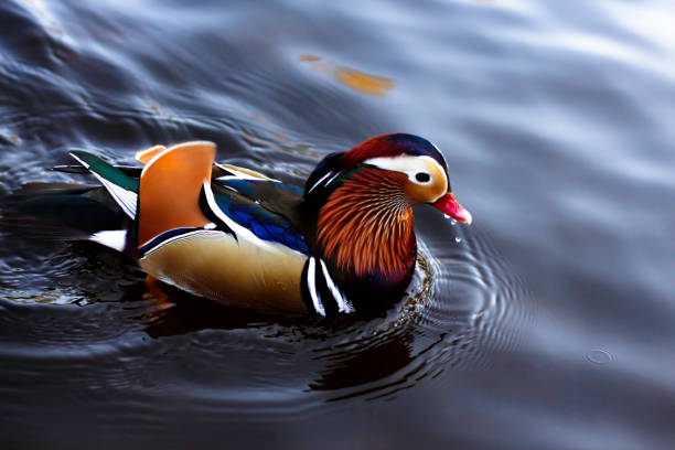 istock A male Mandarin Duck on a lake 1366670876