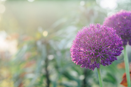 Gorgeous inflorescence of colorful flowers of lilac allium blossoming illumined by sunlight in garden. Gardening, postcard, botany, horticulture concept. Close up, soft focus, copy space, banner.