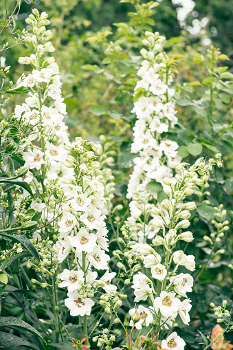 Beautiful white double flowers of delphinium blossoming in organic garden in summer. Summertime, flower, gardening, horticulture, wallpaper, wedding, botany concept. Close up, copy space, vertical.