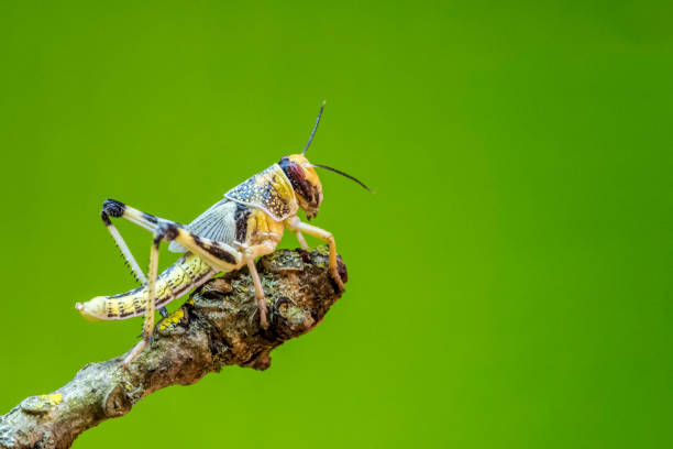 locusta - locust swarm of insects insect group of animals foto e immagini stock