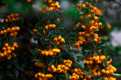 Ripe yellow rowan berries close-up