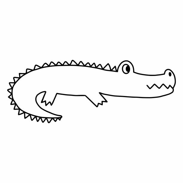 illustrations, cliparts, dessins animés et icônes de doodle crocodile. ligne de contour d’illustration vectorielle. reptiles. livre de coloriage avec animal pour enfants. alligator. - alligator white background crocodile reptile