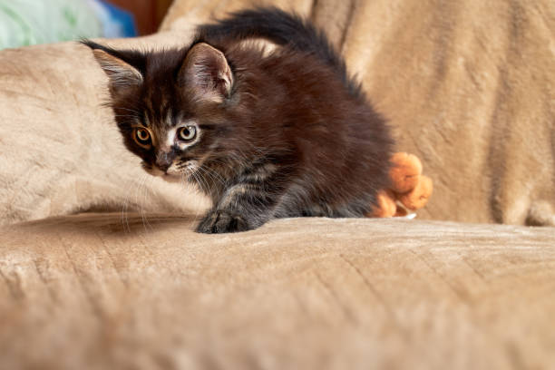 istock Small cute Maine Coon kitten is playing 1366675242
